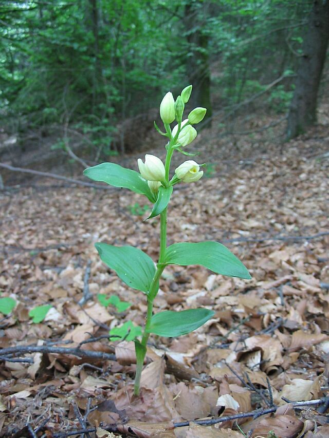 Cephalanthera damasonium, C. longifolia, C. rubra